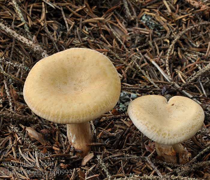 Clitocybe gilva Lepista splendens Strmělka žlutá Wasserfleckiger Rötelritterling Geelbruine schijnridderzwam Gąsówka płowa Pôvabnica prehnutá škvrnitá Говорушка буро-желтая