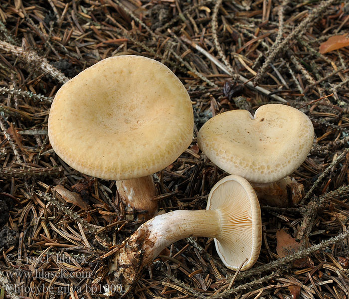 Clitocybe gilva bp1000