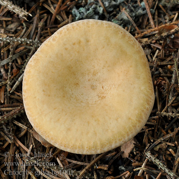 Clitocybe gilva bp1001