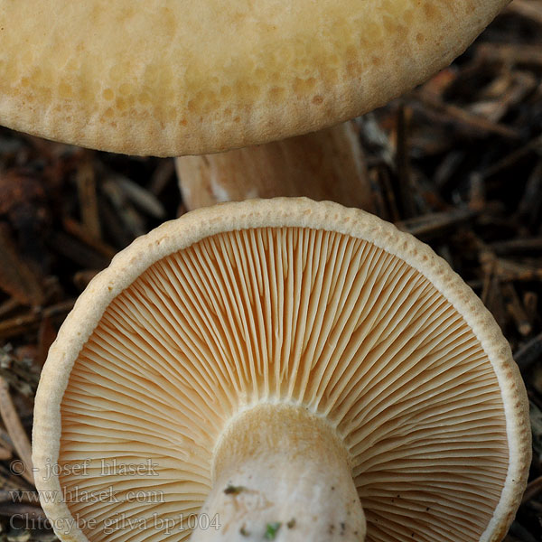 Clitocybe gilva Lepista splendens Говорушка буро-желтая