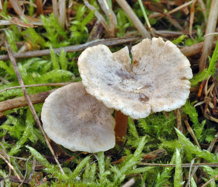 Clitocybe herbarum