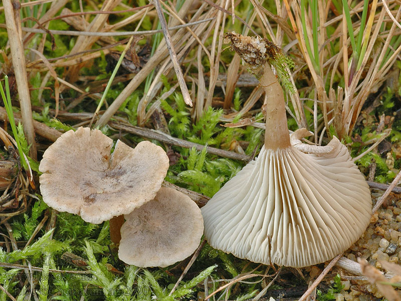 Kräutertrichterling Clitocybe herbarum