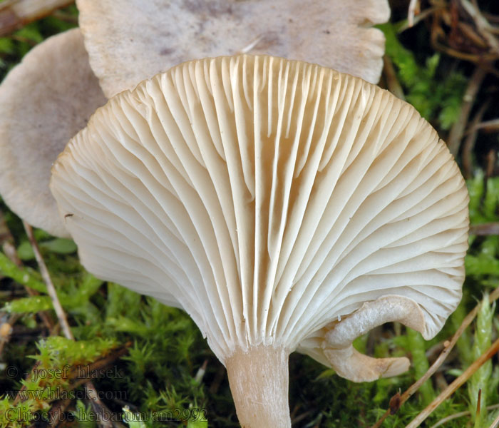 Clitocybe herbarum Kräutertrichterling