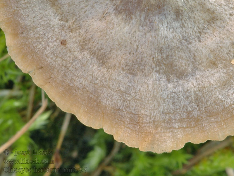 Clitocybe herbarum Kräutertrichterling Világosszürke tölcsérgomba