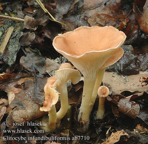 Clitocybe clavipes