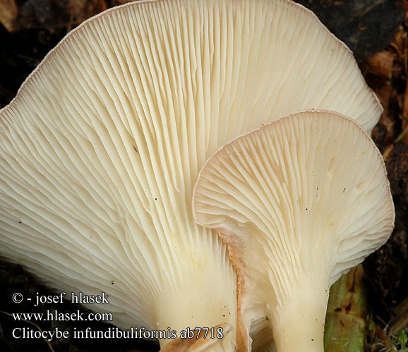 Clitocybe clavipes