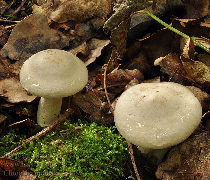 Clitocybe inornata Strmělka nezdobná GraublaettrigerTrichterling