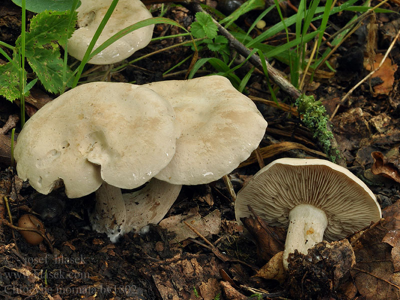 Röktrattskivling Savumalikka Clitocybe marge cannelée