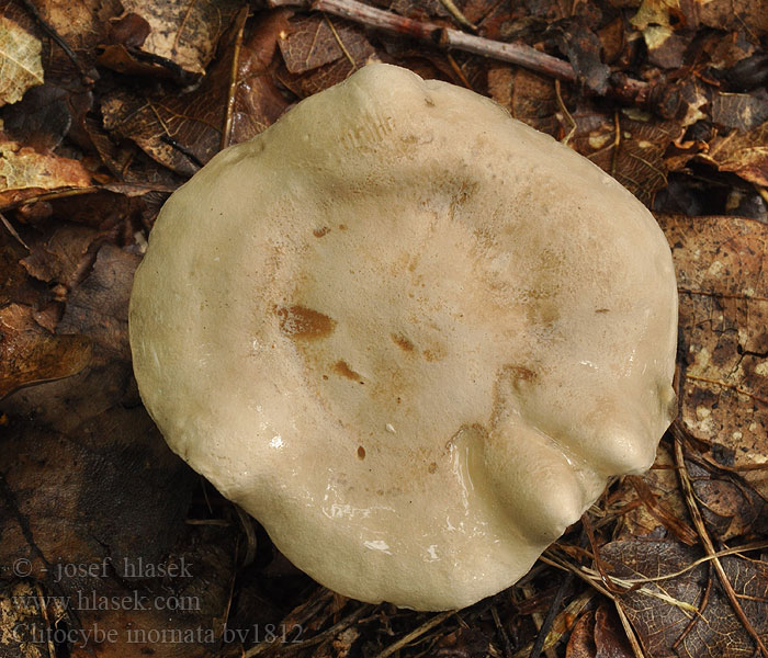 Clitocybe inornata Strmělka nezdobná