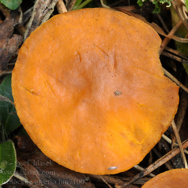 Clitocybe inversa bm7100