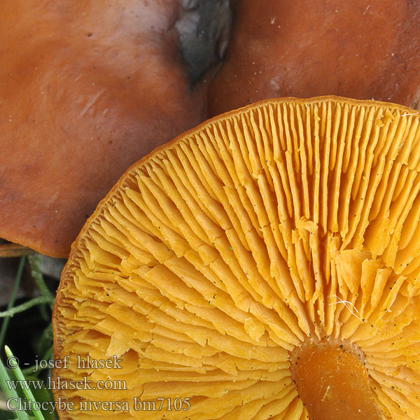 Roodbruine trechterzwam Говорушка перевернутная Gąsówka podwinięta Lejkówka Brunstænket tragthat Clitocybe inversé feuillus Fuchsige Rötelritterling Röteltrichterling Fuchsrote Trichterling Strmuľka prehnutá Clitocibe inverso Clitocybe inversa Lepista flaccida Strmělka přehrnutá 卷边杯伞