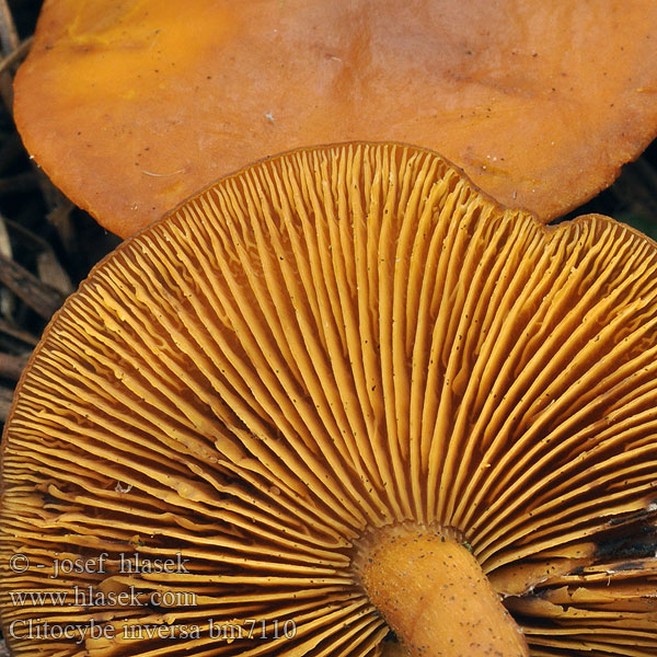 Lejkówka Brunstænket tragthat Clitocybe inversé feuillus Fuchsige Rötelritterling Röteltrichterling Fuchsrote Trichterling Strmuľka prehnutá Clitocibe inverso Clitocybe inversa Lepista flaccida Strmělka přehrnutá 卷边杯伞 Roodbruine trechterzwam Говорушка перевернутная Gąsówka podwinięta