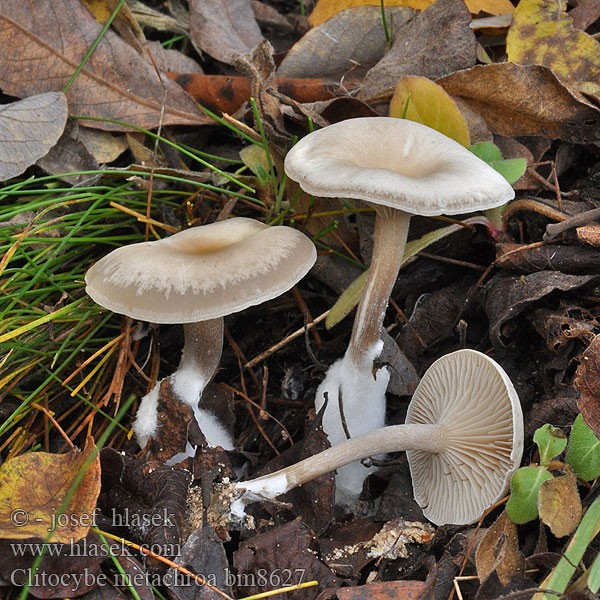 Clitocybe metachroa Strmělka středobarvá Staubfüßiger Trichterling Tweekleurige trechterzwam Lejkówka dwubarwna Strmuľka premenlivá Grå Tragthat Grå trattskivling Harmaamalikka Clitocybe centre brun Grå traktsopp Говорушка бледноокрашенная