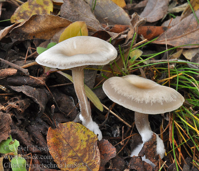 Clitocybe metachroa bm8633