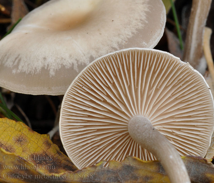 Clitocybe metachroa bm8638