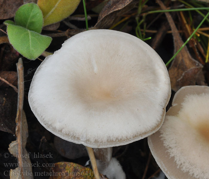 Clitocybe metachroa Strmuľka premenlivá Grå Tragthat