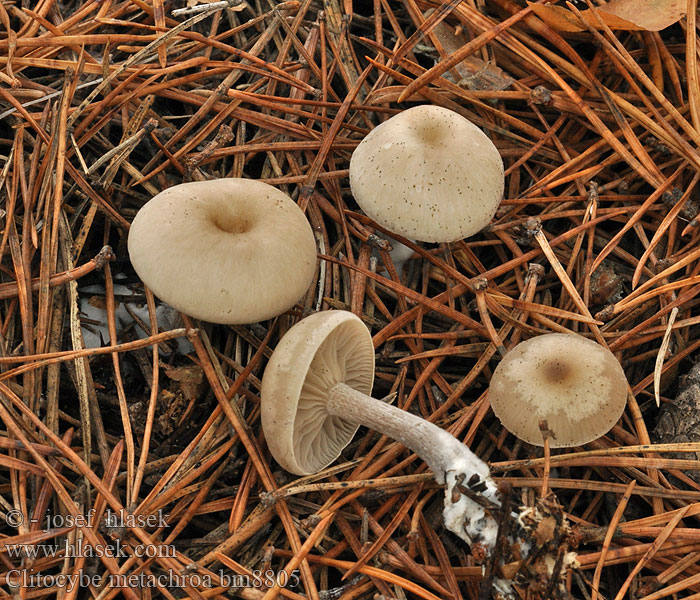 Clitocybe metachroa Grå trattskivling Harmaamalikka