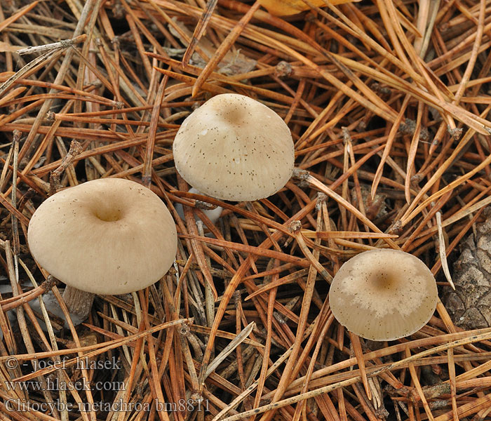 Clitocybe metachroa bm8811