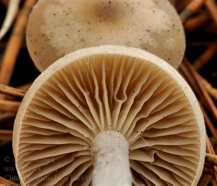 Clitocybe metachroa Grå traktsopp Говорушка бледноокрашенная