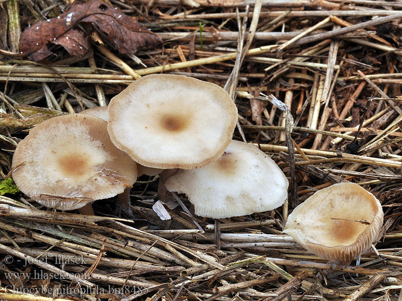 Clitocybe nitrophila Lepista amarescens ruderalis Strmělka nahořklá Ruderaltrichterling Lejkówka gorzkawa Gødnings-tragthat Strmuľka nahorklá Говорушка Хармаи Besk trattskivling