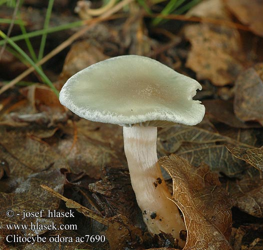 Clitocybe odora Grön trattskivling Aniseed toadstool Blue-green Funnel-cap Grüner Anistrichterling Anis-Trichterling Говорушка пахучая Groene anijstrechterzwam Verderol anisat Melsvoji tauriabudė Janeževa livka Vihertuoksumalikka Анасонова миризливка Анасонка Strmělka anýzka Strmuľka anízová 浅黄绿杯伞 Anis-tragthat Clitocybe anisé odorant Fungo dell'anice アオイヌシメジ Zöld ánizsgomba Grønn anistraktsopp Lejkówka zielonawa wonna