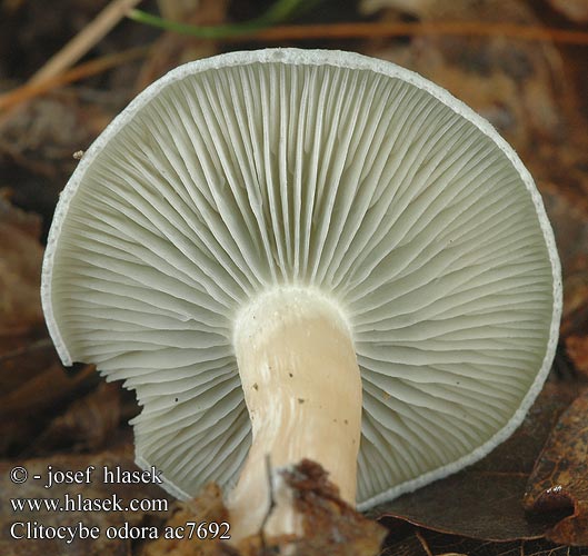 Blue-green Funnel-cap Grüner Anistrichterling Anis-Trichterling Говорушка пахучая Groene anijstrechterzwam Verderol anisat Melsvoji tauriabudė Janeževa livka Vihertuoksumalikka Анасонова миризливка Анасонка Strmělka anýzka Strmuľka anízová 浅黄绿杯伞 Anis-tragthat Clitocybe anisé odorant Fungo dell'anice アオイヌシメジ Zöld ánizsgomba Grønn anistraktsopp Lejkówka zielonawa wonna Clitocybe odora Grön trattskivling Aniseed toadstool