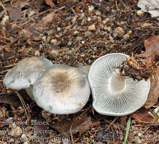 Clitocybe odora af9020