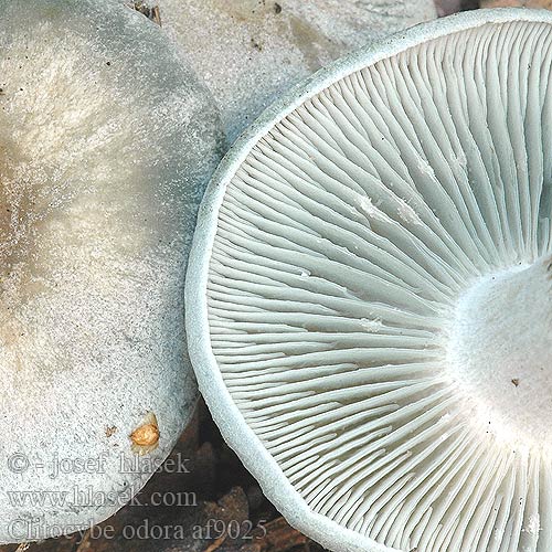 Clitocybe odora af9025