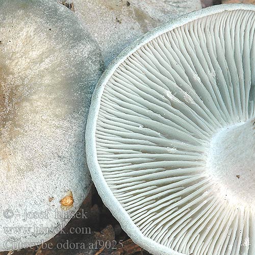 Clitocybe odora af9025