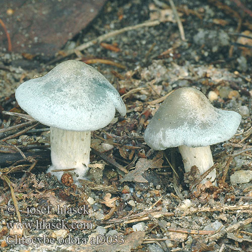 Clitocybe odora af9033