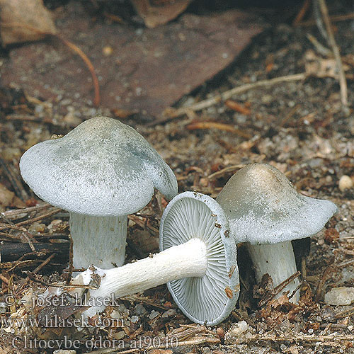 浅黄绿杯伞 Anis-tragthat Clitocybe anisé odorant Fungo dell'anice アオイヌシメジ Zöld ánizsgomba Grønn anistraktsopp Lejkówka zielonawa wonna Clitocybe odora Grön trattskivling Aniseed toadstool Blue-green Funnel-cap Grüner Anistrichterling Anis-Trichterling Говорушка пахучая Groene anijstrechterzwam Verderol anisat Melsvoji tauriabudė Janeževa livka Vihertuoksumalikka Анасонова миризливка Анасонка Strmělka anýzka Strmuľka anízová