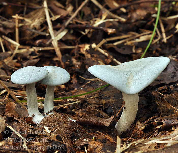 アオイヌシメジ Zöld ánizsgomba Grønn anistraktsopp Lejkówka zielonawa wonna Clitocybe odora Grön trattskivling Aniseed toadstool Blue-green Funnel-cap Grüner Anistrichterling Anis-Trichterling Говорушка пахучая Groene anijstrechterzwam Verderol anisat Melsvoji tauriabudė Janeževa livka Vihertuoksumalikka Анасонова миризливка Анасонка Strmělka anýzka Strmuľka anízová 浅黄绿杯伞 Anis-tragthat Clitocybe anisé odorant Fungo dell'anice