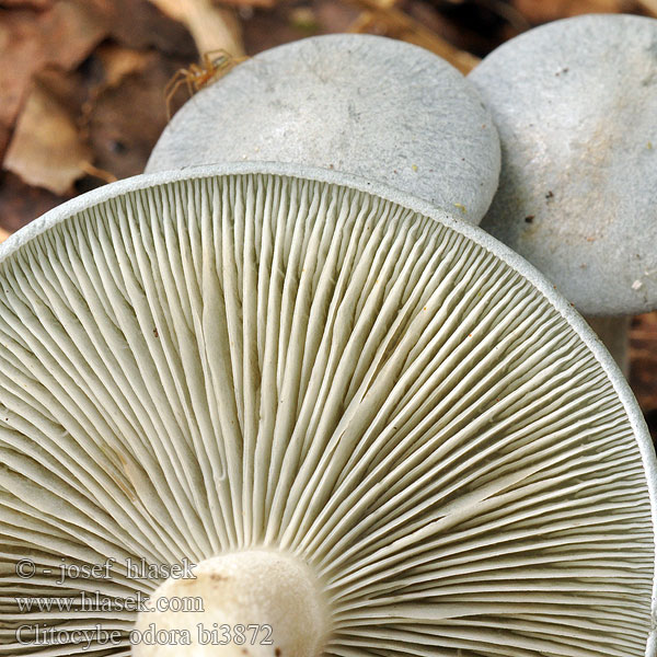 Lejkówka zielonawa wonna Clitocybe odora Grön trattskivling Aniseed toadstool Blue-green Funnel-cap Grüner Anistrichterling Anis-Trichterling Говорушка пахучая Groene anijstrechterzwam Verderol anisat Melsvoji tauriabudė Janeževa livka Vihertuoksumalikka Анасонова миризливка Анасонка Strmělka anýzka Strmuľka anízová 浅黄绿杯伞 Anis-tragthat Clitocybe anisé odorant Fungo dell'anice アオイヌシメジ Zöld ánizsgomba Grønn anistraktsopp