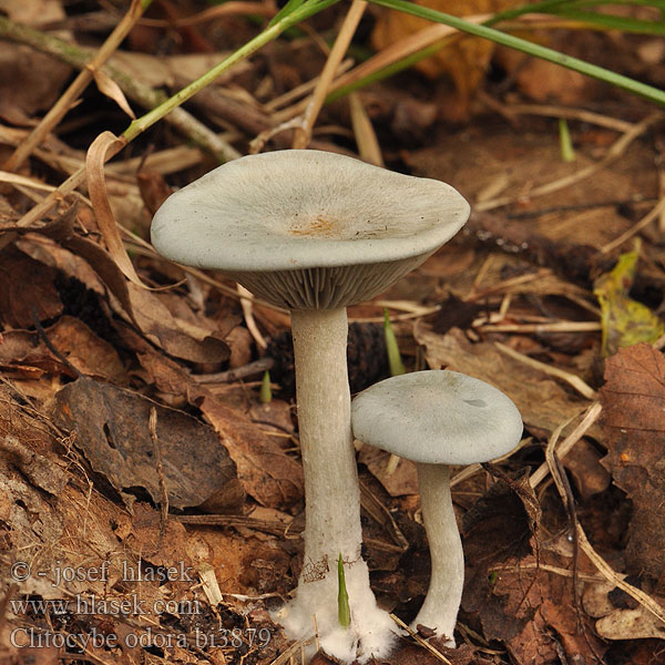 Grön trattskivling Aniseed toadstool Blue-green Funnel-cap Grüner Anistrichterling Anis-Trichterling Говорушка пахучая Groene anijstrechterzwam Verderol anisat Melsvoji tauriabudė Janeževa livka Vihertuoksumalikka Анасонова миризливка Анасонка Strmělka anýzka Strmuľka anízová 浅黄绿杯伞 Anis-tragthat Clitocybe anisé odorant Fungo dell'anice アオイヌシメジ Zöld ánizsgomba Grønn anistraktsopp Lejkówka zielonawa wonna Clitocybe odora