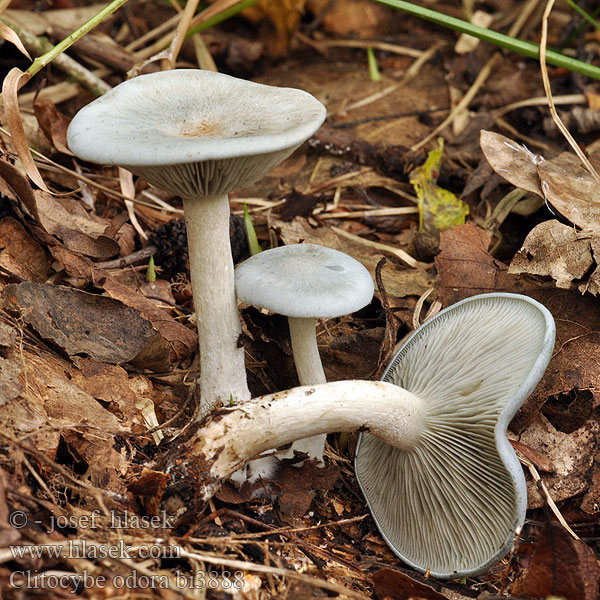 Clitocybe odora bi3888