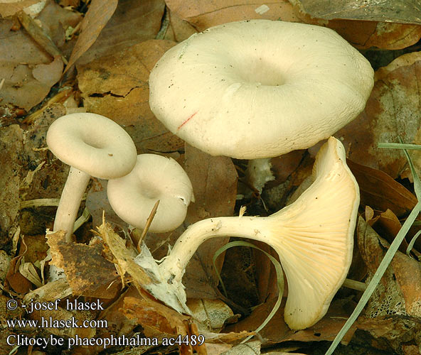 Clitocybe phaeophthalma