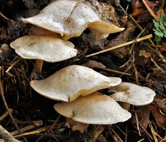 Clitocybe phyllophila Grote bostrechterzwam Lejkówka liściowa Strmuľka hrabanková