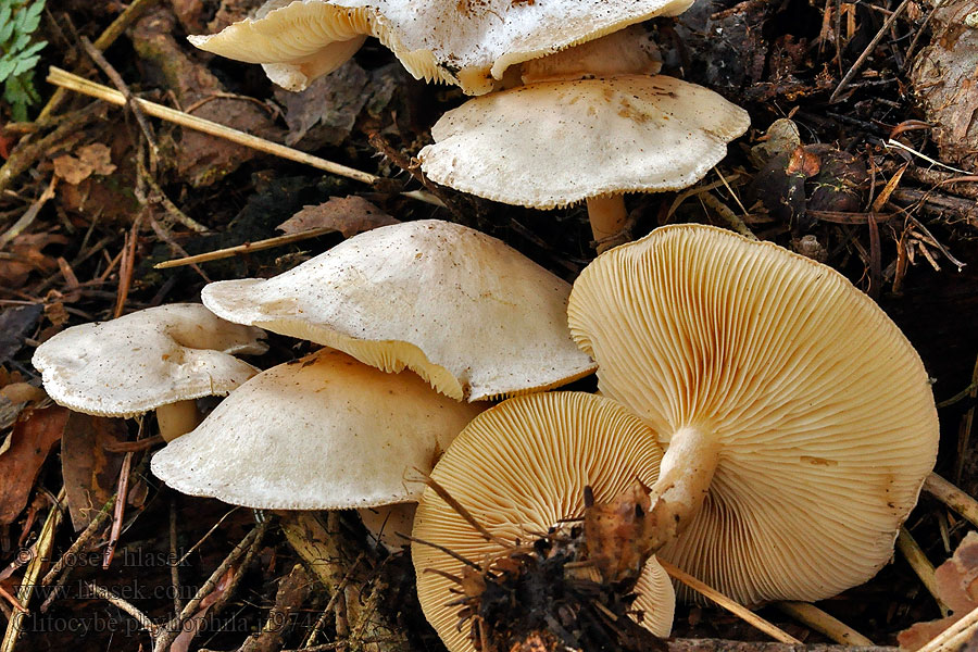 Clitocybe phyllophila Løv-tragthat Lövtrattskivling Kangasmalikka