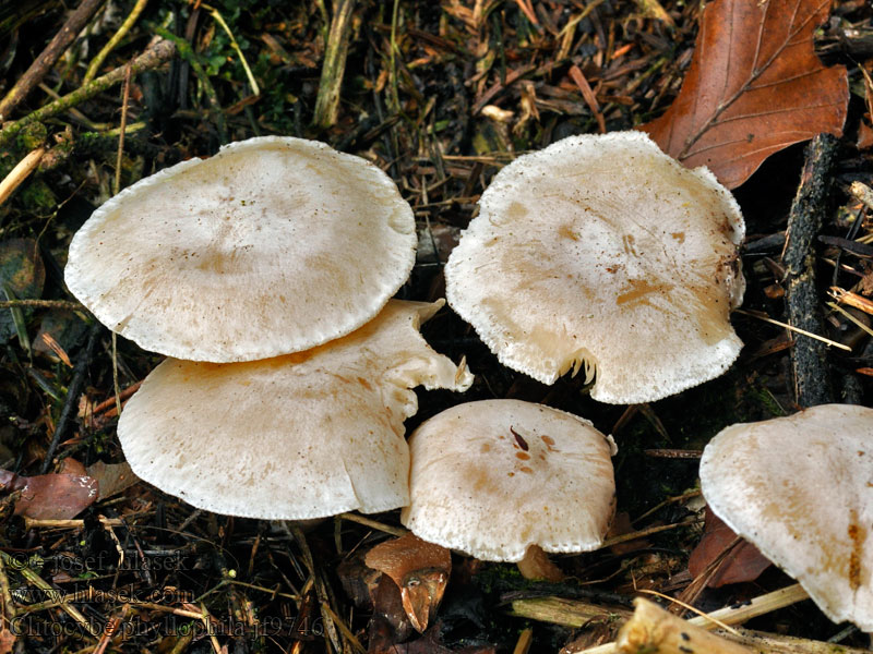 Clitocybe phyllophila Говорушка листолюбивая Viaszfehér tölcsérgomba