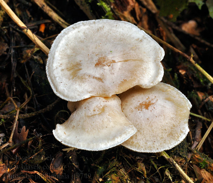 Strmělka listomilná Clitocybe phyllophila