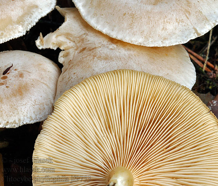 Clitocybe phyllophila Strmělka listomilná Bleiweißer Firnis-Trichterling