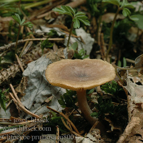 Clitocybe pruinosa aj8003