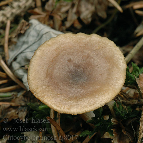 Clitocybe pruinosa aj8017