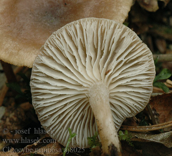 Говорушка снежная Talvimalikka Clitocybe pruineux Pruinose clitocybe