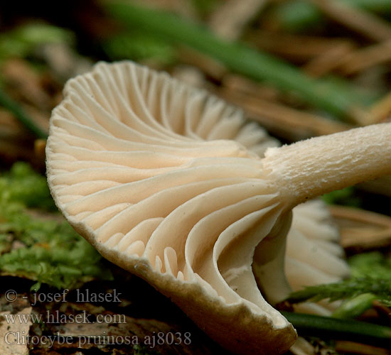 Clitocybe pruinosa aj8038