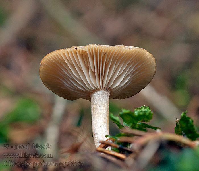 Strmuľka srieňová Clitocybe pruinosa