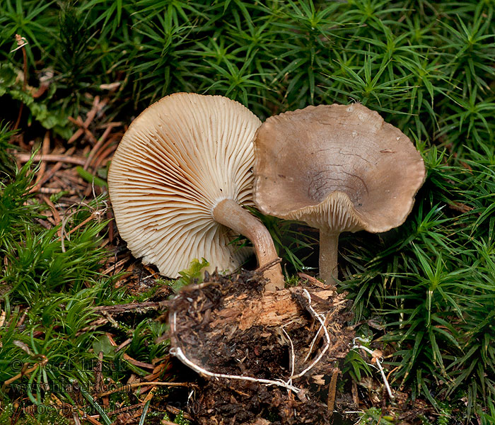 Lejkówka oszroniona Clitocybe pruinosa