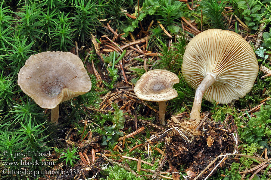 Würzelchentrichterling Clitocybe pruinosa