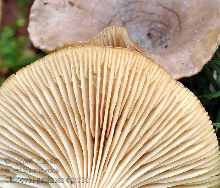 Говорушка снежная Clitocybe pruinosa