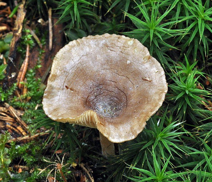 Talvimalikka Clitocybe pruineux Clitocybe pruinosa